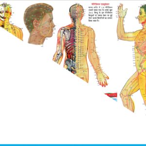ACS Meridianology Chart - Acupuncture