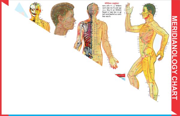 ACS Meridianology Chart - Acupuncture